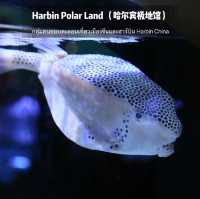 🐧Harbin Polar land 哈爾濱極地公園·極地館 