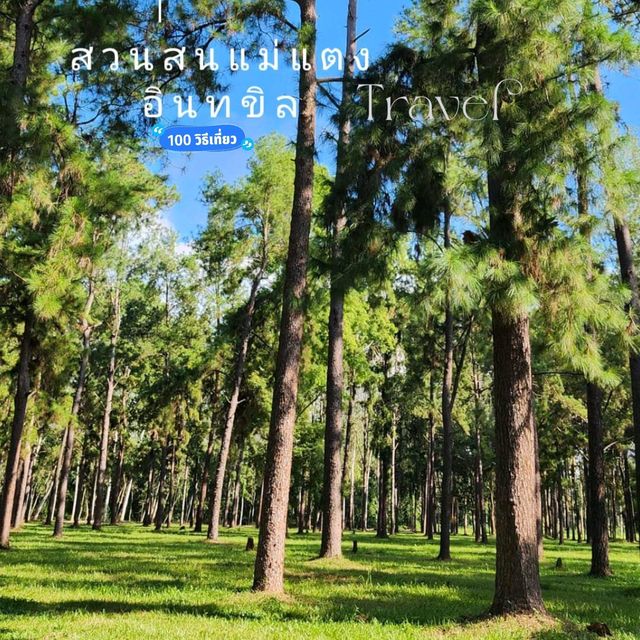 🌲สวนสนแม่แตง เชียงใหม่