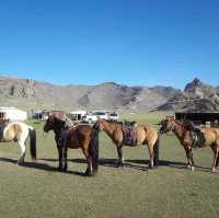 Mongolian Nomadic Homestay