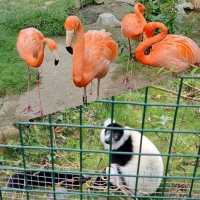 可愛動物園