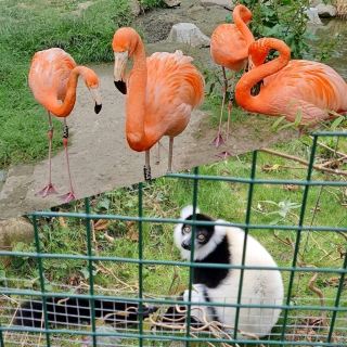 可愛動物園