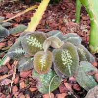 ～牛津大學哈考特植物園～增長植物知識好去處～