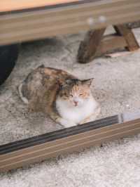 🇯🇵 福岡 超多貓貓的相島🐈 到底怎樣去日本最受歡迎的貓島之一？