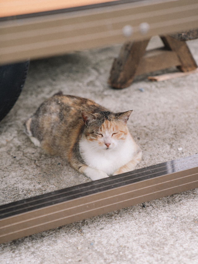 🇯🇵 福岡 超多貓貓的相島🐈 到底怎樣去日本最受歡迎的貓島之一？