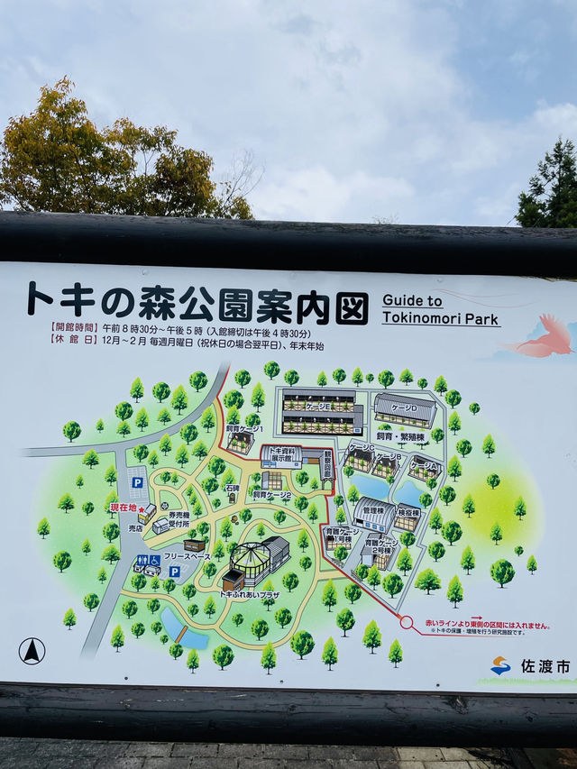 【新潟県】トキ会える「トキの森公園」