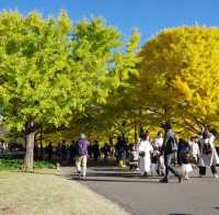 東京景點｜東京近郊知名銀杏賞風景點—國營昭和紀念公園