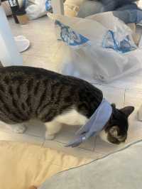 Cat cafe in Tsim sha Tsui @Hongkong