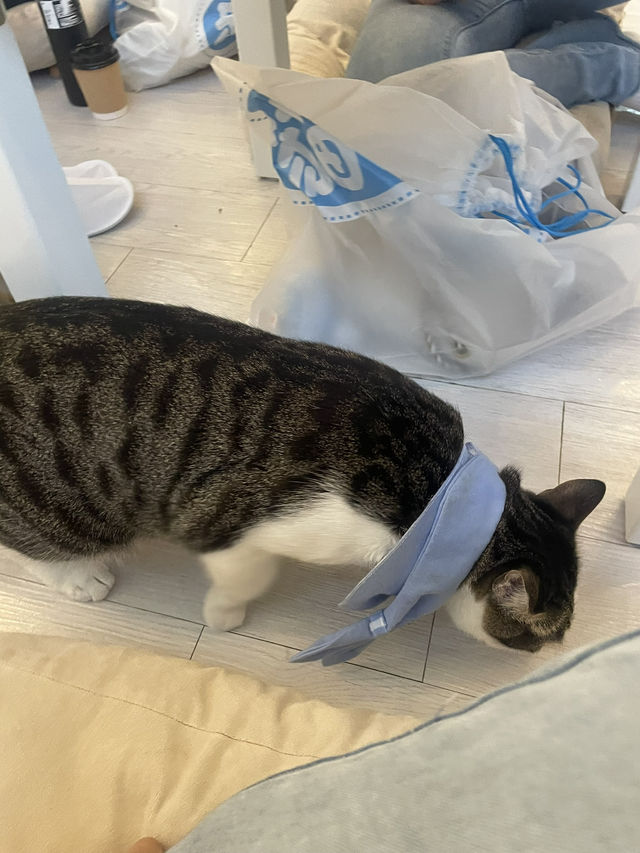 Cat cafe in Tsim sha Tsui @Hongkong