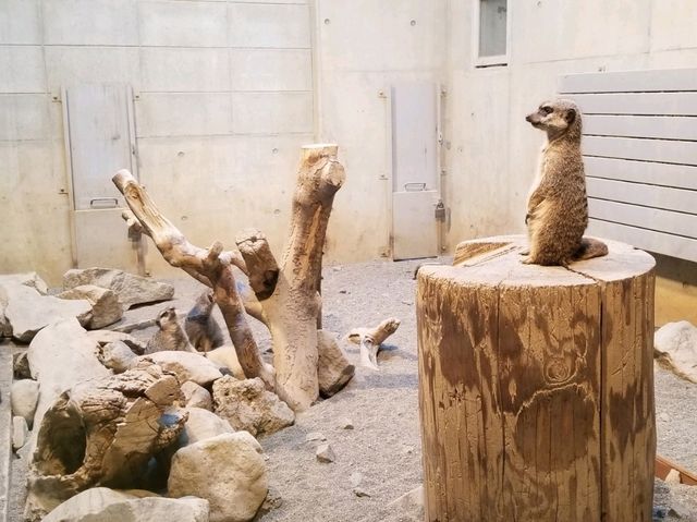 【北海道】札幌市内から近い！円山動物園の写真映えの動物たち