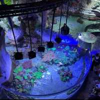 An Enchanting Experience at the Dubai Aquarium