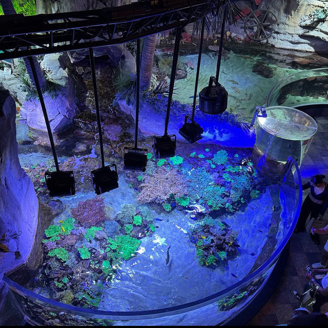 An Enchanting Experience at the Dubai Aquarium