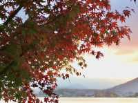 河口湖紅葉季