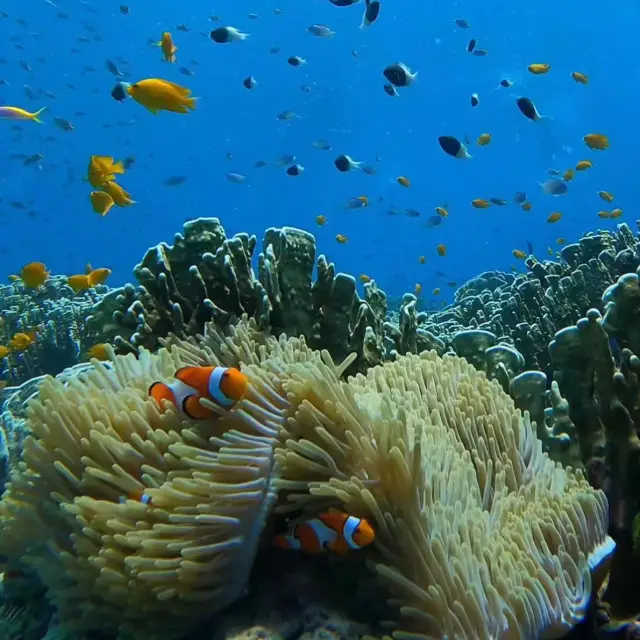 Diving in Similan