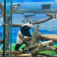 【台北動物園】 台北市立動物園😎