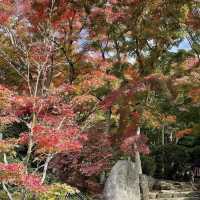 【茨城】紅葉スポット！