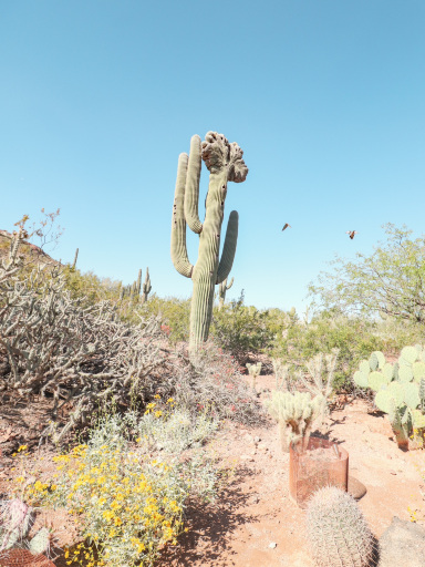 アリゾナで手軽にハイキング】遊歩道をゆるりと歩きながらサボテン鑑賞