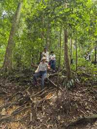 Encounter Orang Utan in Gunung Leuser National Park