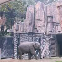 廣州動物園：親近動物🦁