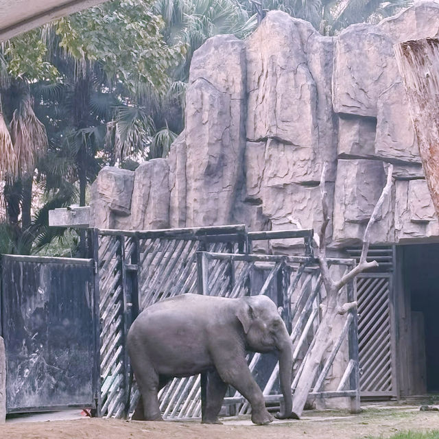 廣州動物園：親近動物🦁