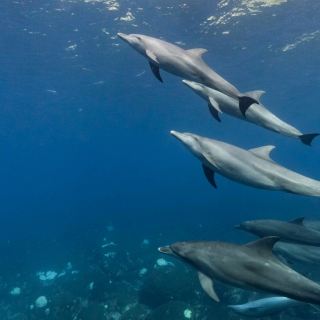 Miyakejima Dolphin Sanctuary — A Magical Adventure with Dolphins