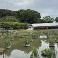 Nature’s Beauty and History: My Stunning Visit to Dazaifu Tenmangu!