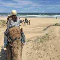 Port Stephen騎駱駝🐫 +滑沙 🏜️一日遊！