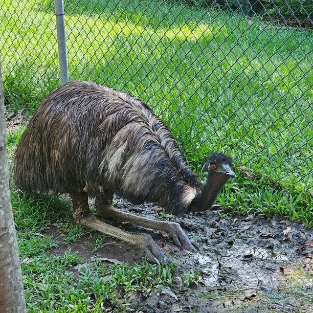 Lovely animals at Lone Pine Koala Sanctuary