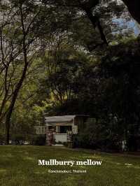 Mulberry mellow | Kanchanaburi, Thailand