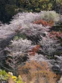 【ここ行って】秋に桜が見られる⁉️全国でも珍しい「紅葉×桜」スポット🌸🍁