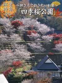 【ここ行って】秋に桜が見られる⁉️全国でも珍しい「紅葉×桜」スポット🌸🍁