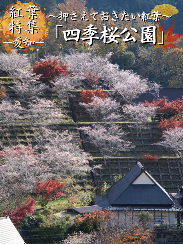 【ここ行って】秋に桜が見られる⁉️全国でも珍しい「紅葉×桜」スポット🌸🍁