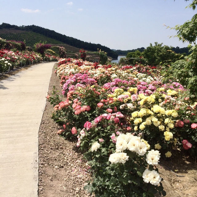 【宇佐】素晴らしい✨可憐な藤棚と見事なバラ園✨