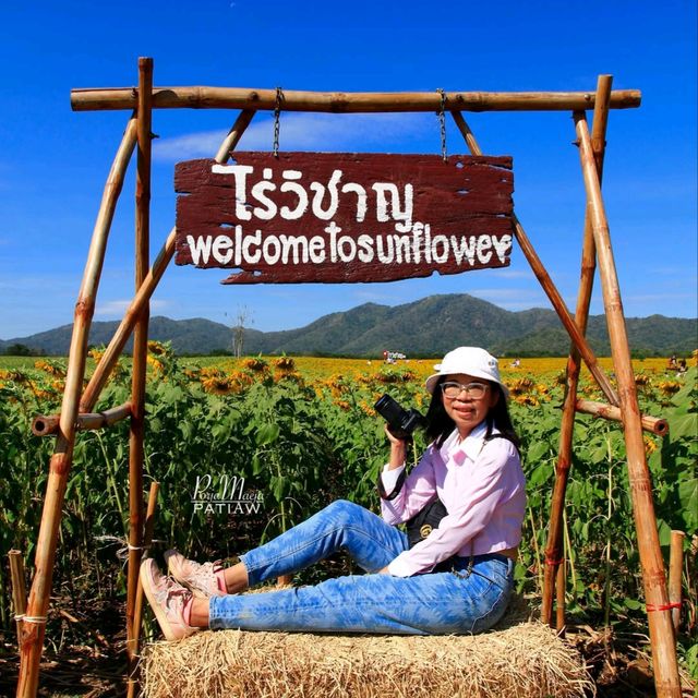 ทุ่งทานตะวัน ไร่วิชาญ ลพบุรี