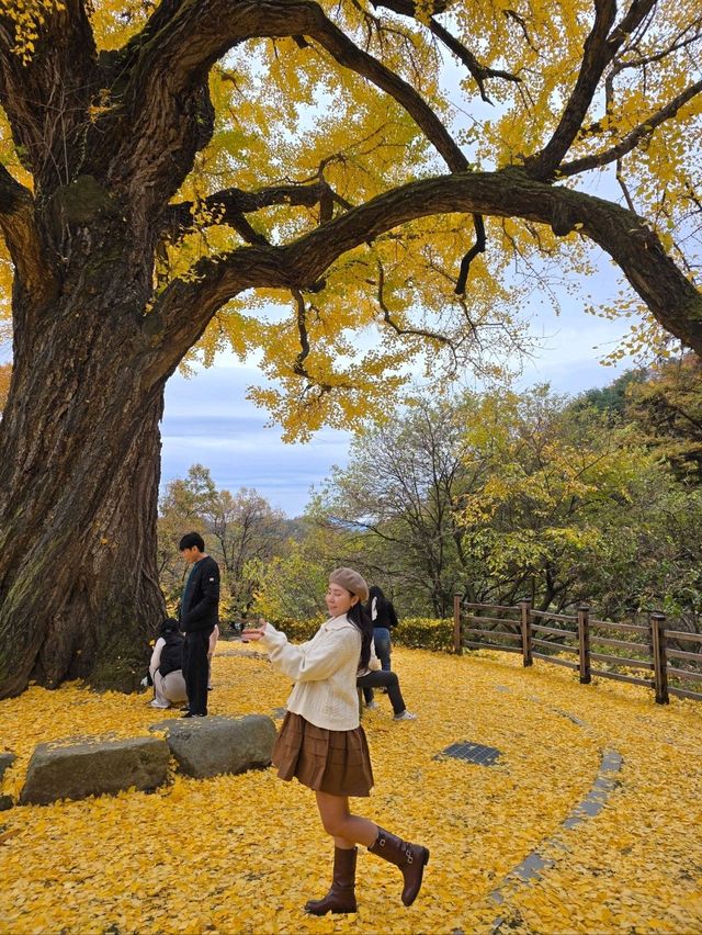 소원을 얘기하고 싶은 은행나무명소💛