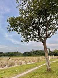 เช่าจักรยานปั่นดูวิวธรรมชาติ @Punggol Park 🌳