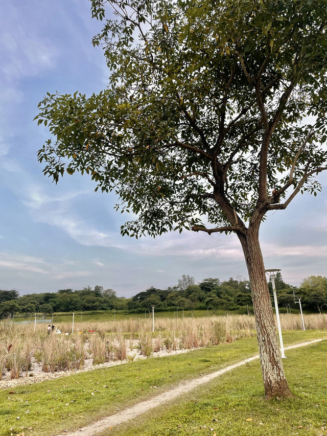 เช่าจักรยานปั่นดูวิวธรรมชาติ @Punggol Park 🌳