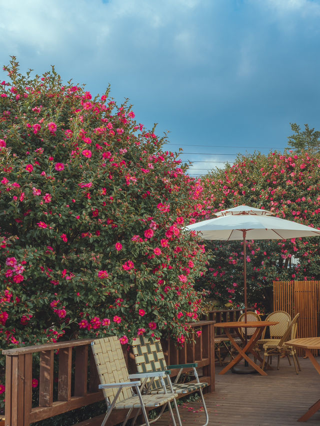 동화같은 빨간 동백꽃 풍경을 볼 수 있는 이곳“동백포레스트” 동화같은 빨간 동백꽃 풍경을 볼 수 있는 이곳“동백포레스트”