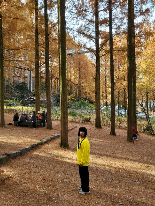 매년 가을이면 꼭 가야할 대전여행지