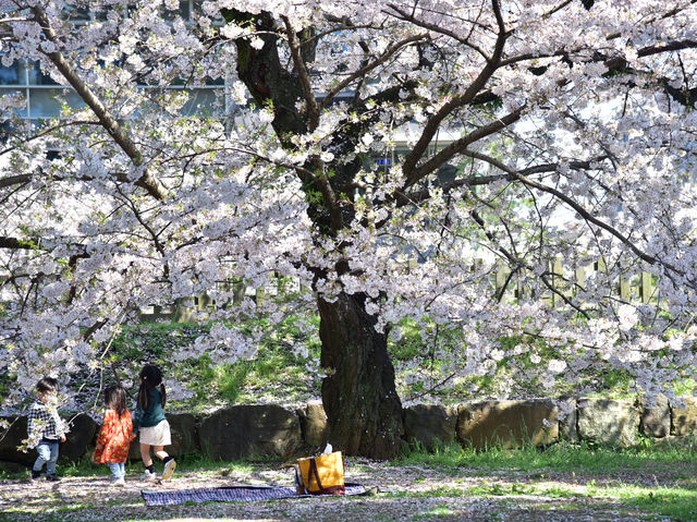 《小田原》名城の春景色