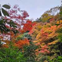 大阪周邊景點〔箕面公園〕