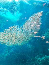 【 福島 いわき 】海中を散歩するかのような水族館🐠💕