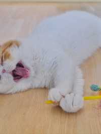 ถูกใจคนรักหมาแมว Zucca - The Pet Sanctuary & Cafe