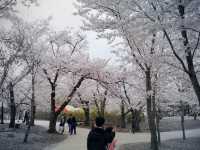 하얀 벚꽃이 동산 가득,세계문화유산 속으로🌸