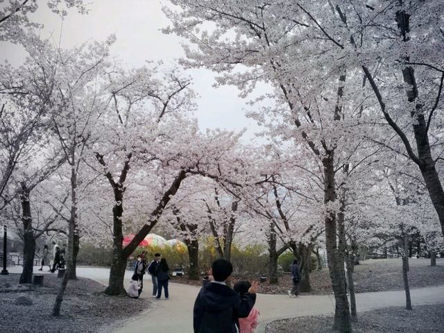 하얀 벚꽃이 동산 가득,세계문화유산 속으로🌸