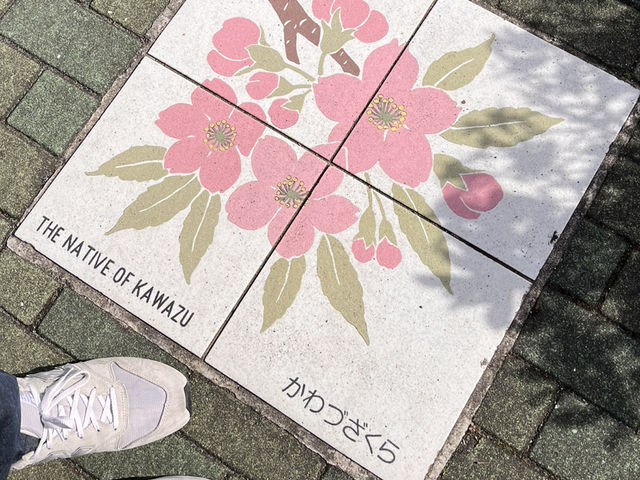 河津桜とオススメのどら焼き@静岡・河津🌸