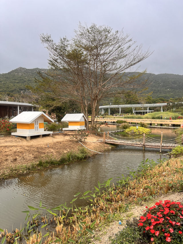 珠海木頭沖村鶴道花海——周末郊遊好去處