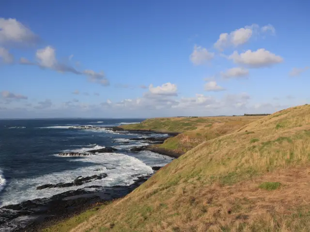 奇妙的野生企鵝之旅：探索墨爾本的The Nobbies 🐧🌊