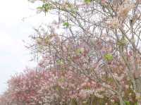 ถนนดอกกัลปพฤกษ์ จันทบุรี