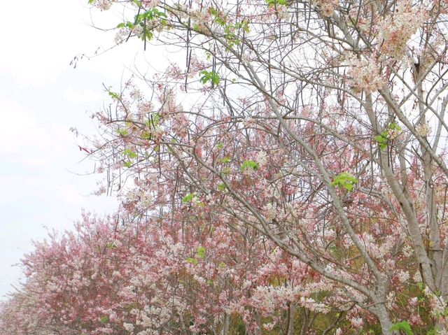 ถนนดอกกัลปพฤกษ์ จันทบุรี