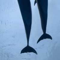 千葉県にある学べる水族館『鴨川シーワールド』🐠